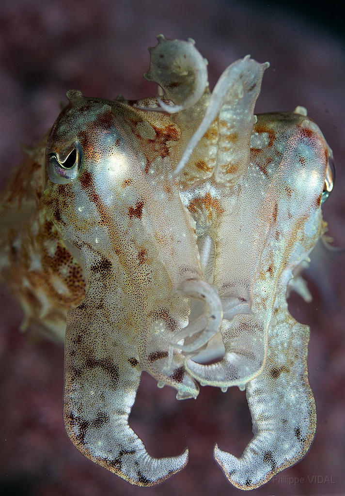 Banda Sea 2018 - DSC05545_rc - Broadclub cuttlefish juv. - Seiche - Sepia latimanus.jpg